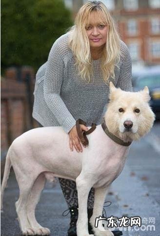 小狗夏季需不需要刮毛,什么情况要给小狗刮毛?