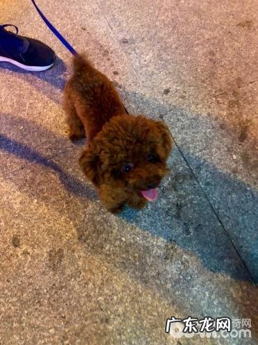 小狗夏季需不需要刮毛,什么情况要给小狗刮毛?