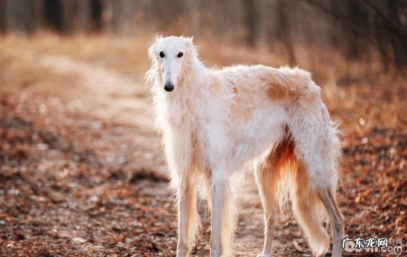汇总较难训炼的六种小狗,二哈入选