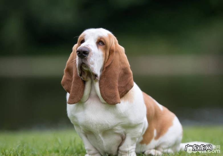 汇总较难训炼的六种小狗,二哈入选