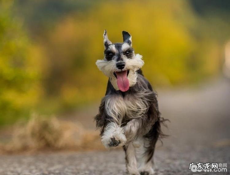 五大缺陷对你说为什么不养雪纳瑞