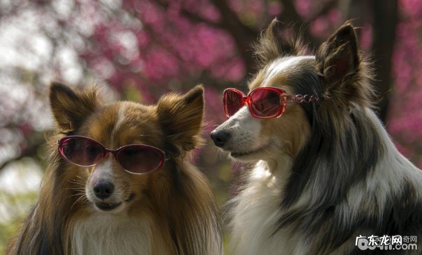 最让小狗反感的十二件事儿,小狗反感的事儿