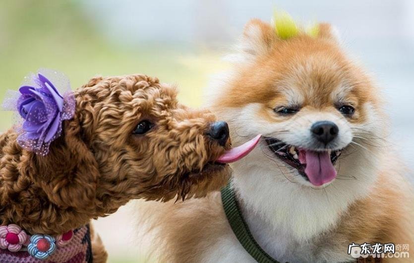 最让小狗反感的十二件事儿,小狗反感的事儿