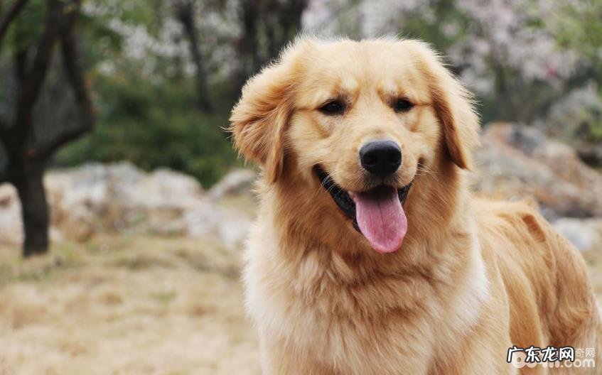 最让小狗反感的十二件事儿,小狗反感的事儿