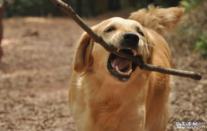 你肯定意想不到给狗狗起名字的构思