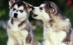 你肯定意想不到给狗狗起名字的构思