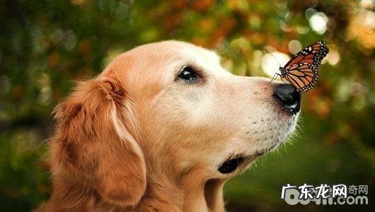 你肯定意想不到给狗狗起名字的构思