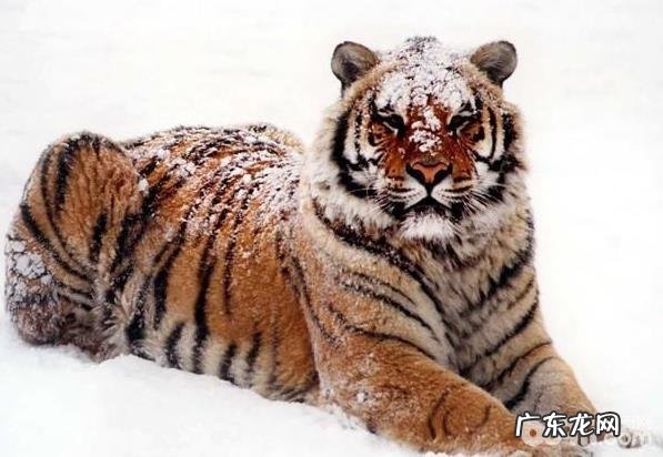 把十只藏獒和一只西伯利亚虎放到一起,結果会怎么样呢?