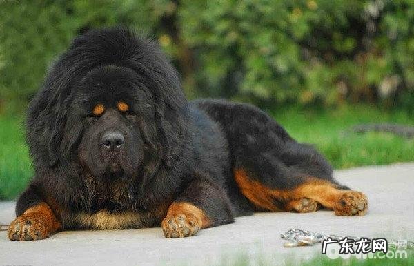 把十只藏獒和一只西伯利亚虎放到一起,結果会怎么样呢?