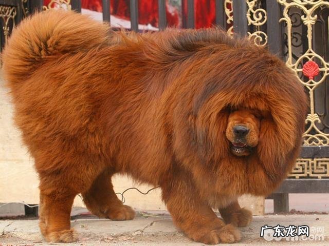 把十只藏獒和一只西伯利亚虎放到一起,結果会怎么样呢?