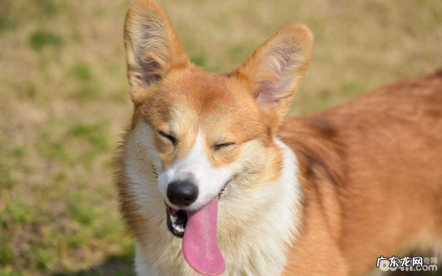 什么食物小狗吃完会导致生命威胁?