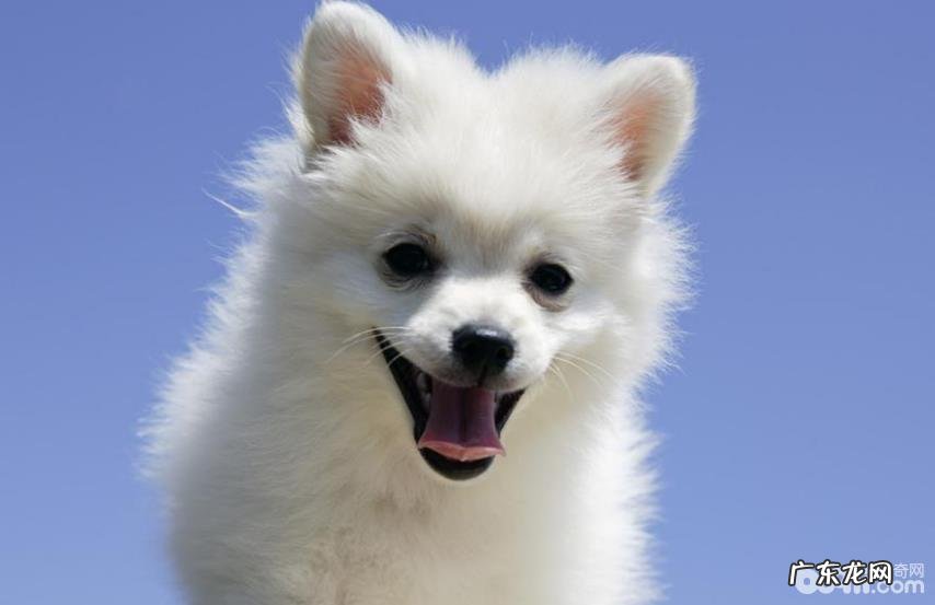 什么食物小狗吃完会导致生命威胁?