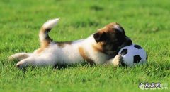 为何狗狗爱吃土，狗狗吃屎的缘故有什么？