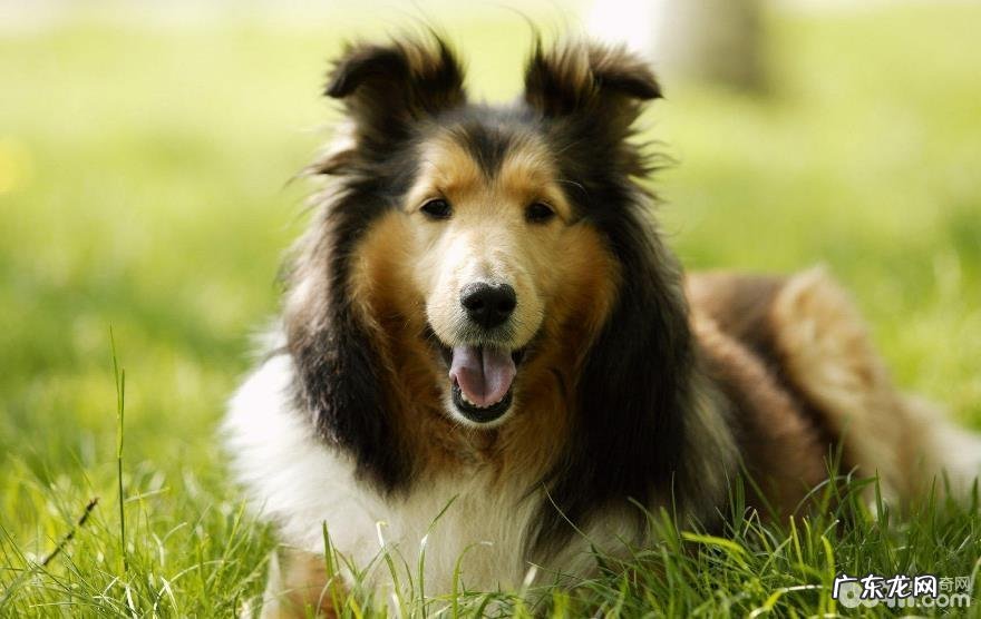 为何狗狗爱吃土,狗狗吃屎的缘故有什么?