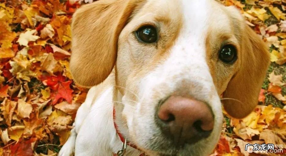 五个原因对你说为什么人不可以和狗睡在一起