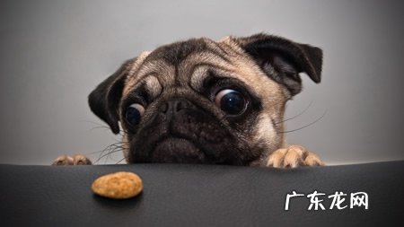 五个原因对你说为什么人不可以和狗睡在一起