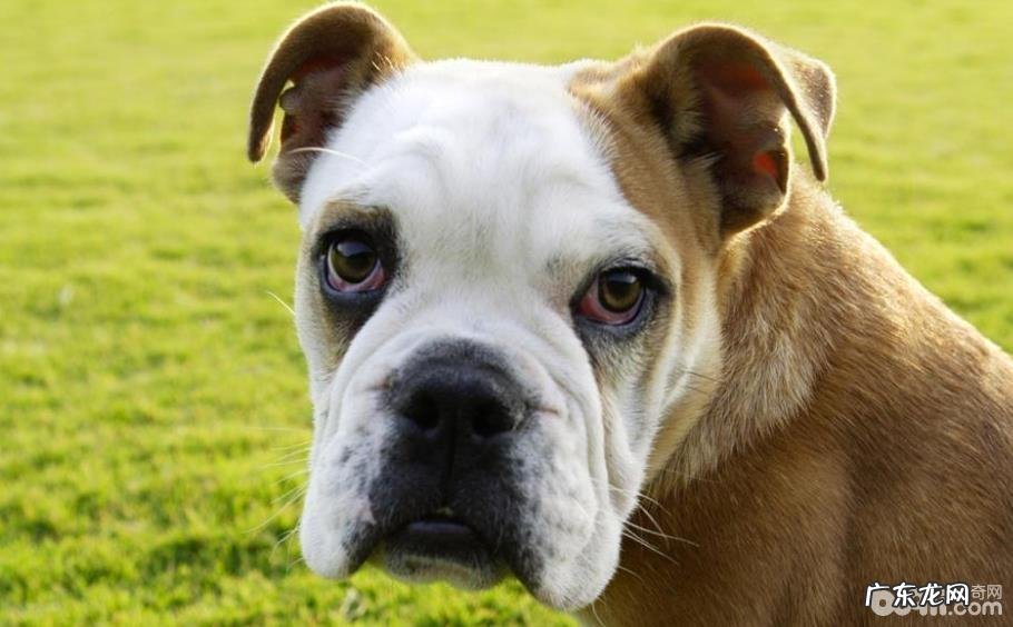 小狗五个普遍的姿势都意味着了什么意思?