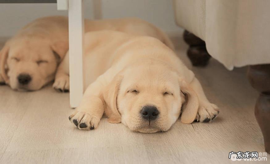 小狗五个普遍的姿势都意味着了什么意思?