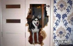 汇总五种最能拆家的狗狗，狗狗拆家