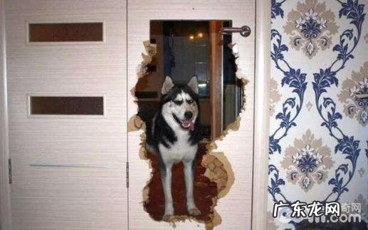汇总五种最能拆家的狗狗,狗狗拆家