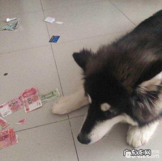 汇总五种最能拆家的狗狗,狗狗拆家