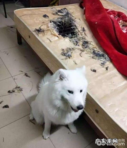 汇总五种最能拆家的狗狗,狗狗拆家