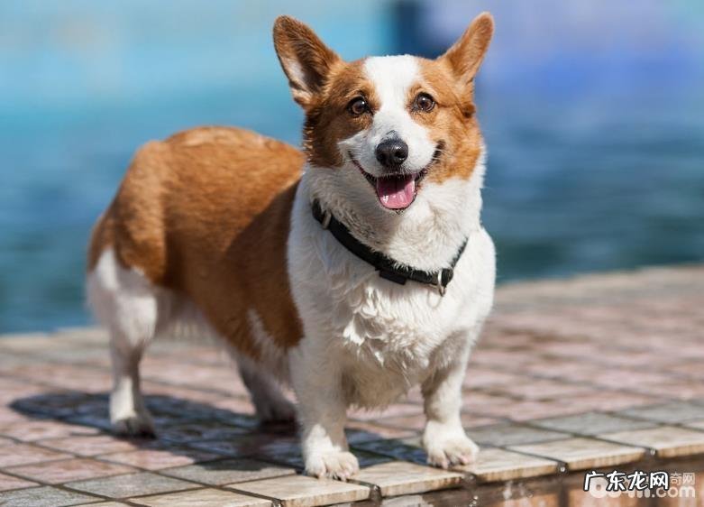 汇总五种最能拆家的狗狗,狗狗拆家