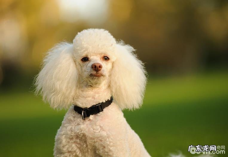 狗狗智商排名，五种智商水准媲美少年儿童的小狗