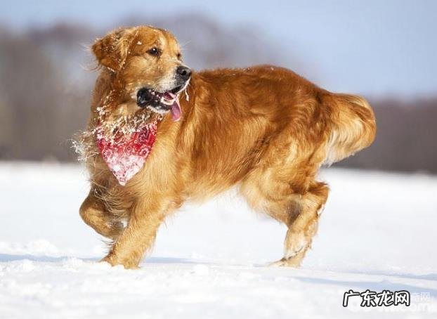 狗狗智商排名，五种智商水准媲美少年儿童的小狗