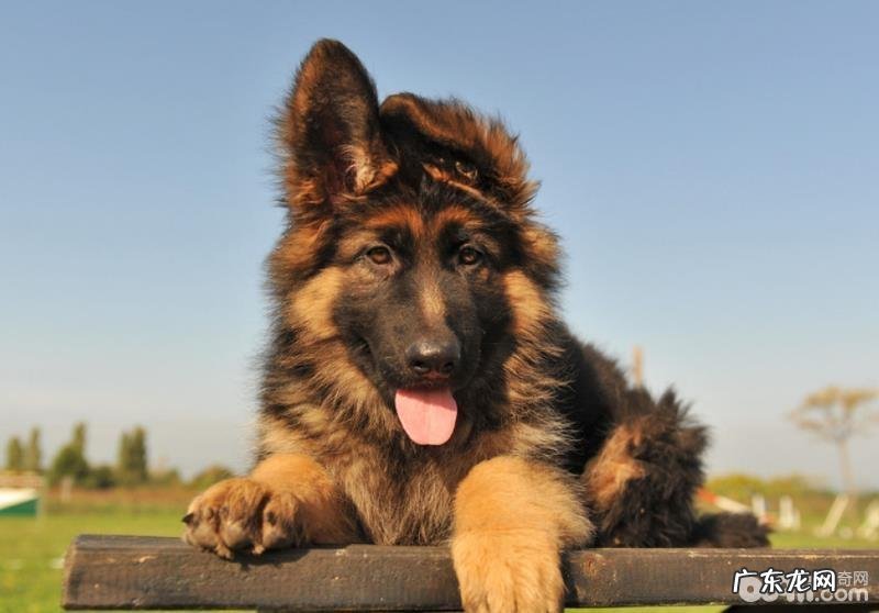 狗狗智商排名，五种智商水准媲美少年儿童的小狗