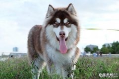 狗种吃客，汇总食量大胃口好的五种小狗