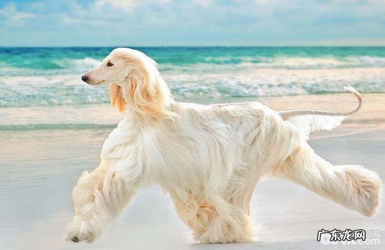 狗界中六种智力较为低的小狗,没脑子的小狗