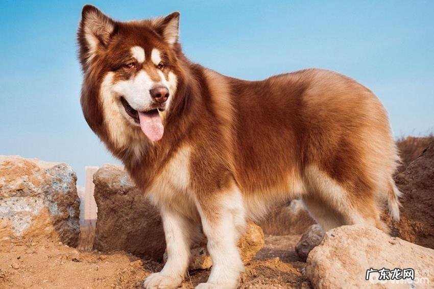 狗界中六种智力较为低的小狗,没脑子的小狗