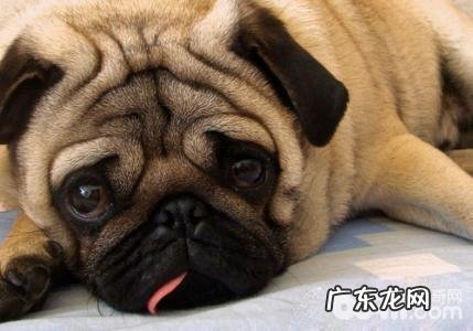 狗界中六种智力较为低的小狗,没脑子的小狗