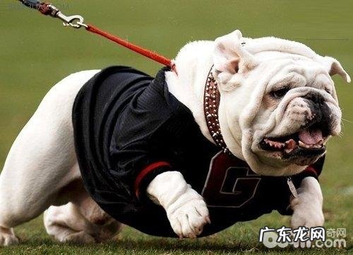 狗界中六种智力较为低的小狗,没脑子的小狗