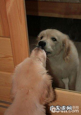 下列这五种主要表现意味着家里的小狗很聪慧