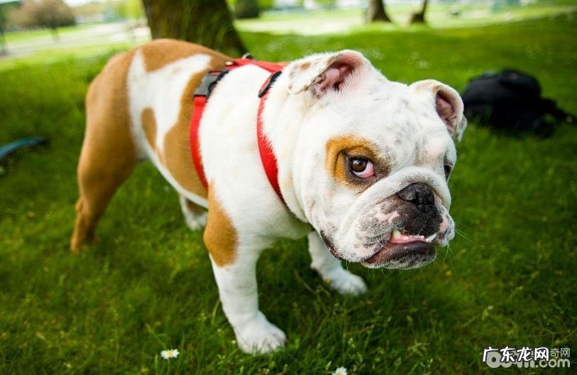 下列这五种主要表现意味着家里的小狗很聪慧