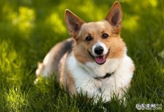 下列这五种主要表现意味着家里的小狗很聪慧