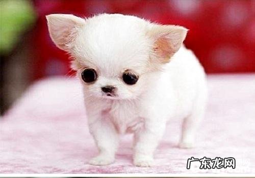 怎样才可以照料出环境卫生整洁沒有臭味的茶杯犬呢？