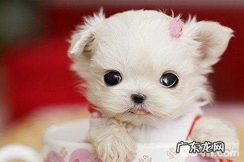 怎样才可以照料出环境卫生整洁沒有臭味的茶杯犬呢？