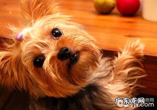 怎样能安神好约克夏，喂养约克夏要注意什么？