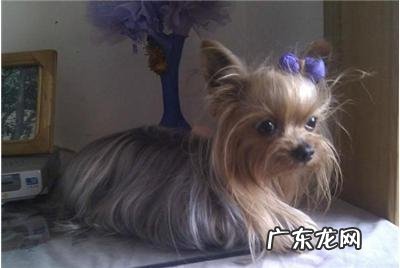 怎样能安神好约克夏，喂养约克夏要注意什么？