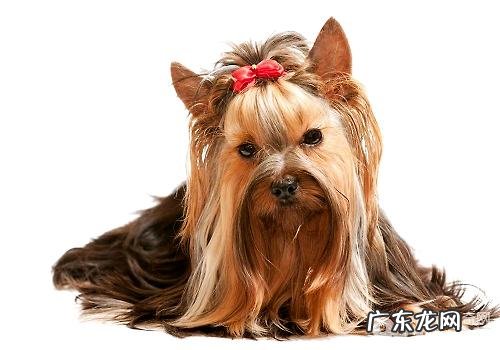 怎样能安神好约克夏，喂养约克夏要注意什么？