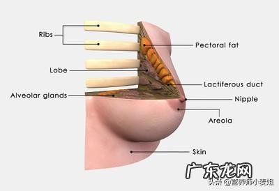 问下大家女性减肥是不是会先瘦胸部？如何减肥？