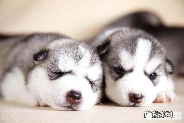 怎样防止金毛食欲不振,金毛喂养的常见问题