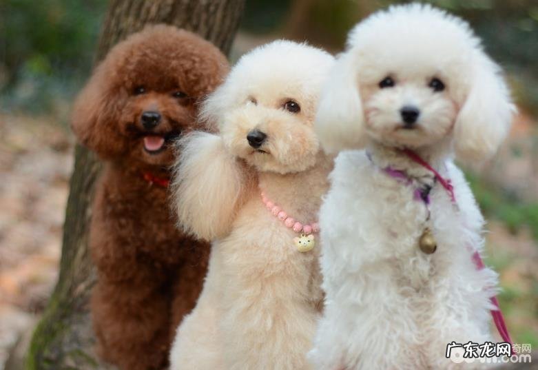 什么缘故会造成 小泰迪叫个不停,小泰迪叫个不停的缘故