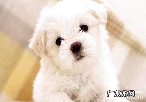 什么缘故会造成 小泰迪叫个不停,小泰迪叫个不停的缘故