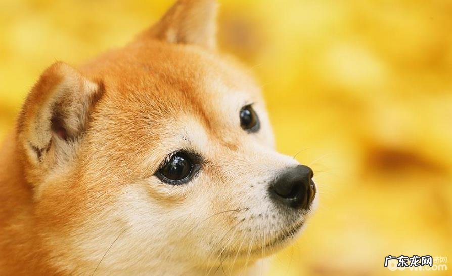 柴犬背毛泛白的原因是什么,怎样能够加重柴犬的背毛