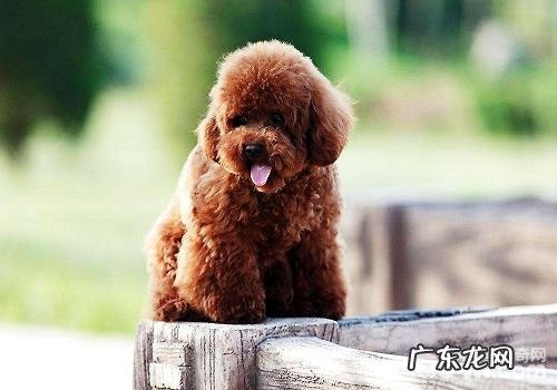 泰迪吃什么补钙补锌,小泰迪补钙补锌的方法都有哪些?