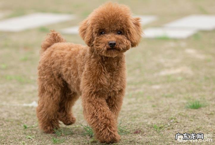 泰迪吃什么补钙补锌,小泰迪补钙补锌的方法都有哪些?